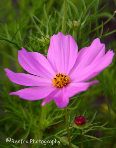 Pink Cosmos - Garden - Fine Art Print - Floral Photography - Flower Print - summer - Pink - Green - Home Decor - Wall Art
