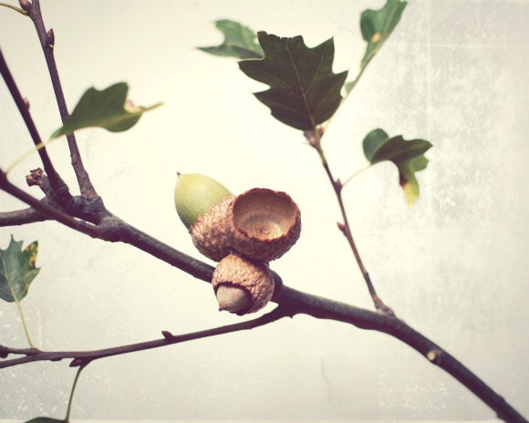 Acorn photograph - oak tree branch nature photography - autumn fall decor - rustic brown green botanical print photography 8x10 - Equinox