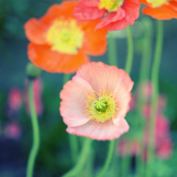 Summer Flower photography - Poppy flowers emerald green orange coral pink wall art print botanical photograph  8x8 - Summer Palette
