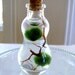SALE Zen Pet Micro Marimo Moss Balls Gourd Bottle Mini Terrarium