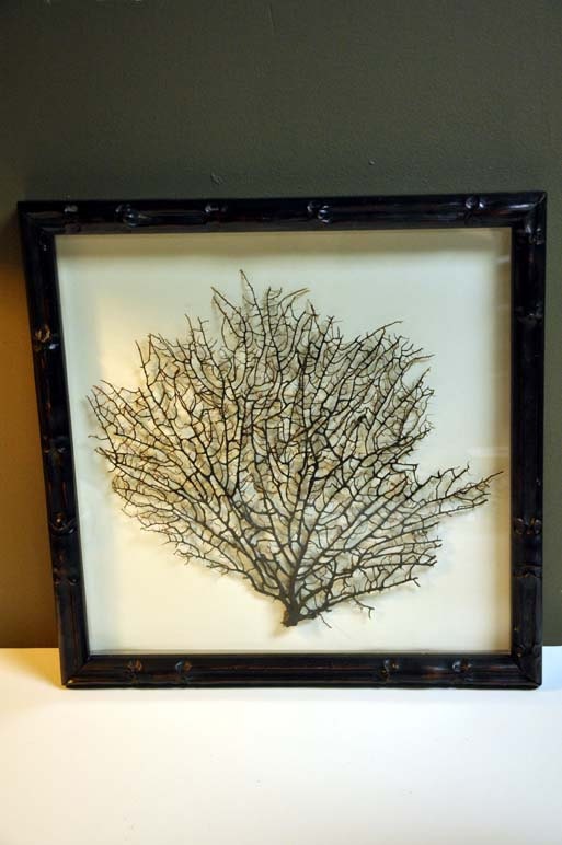 Framed Black Coral - kristinica