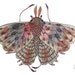 Giant moth original watercolor painting