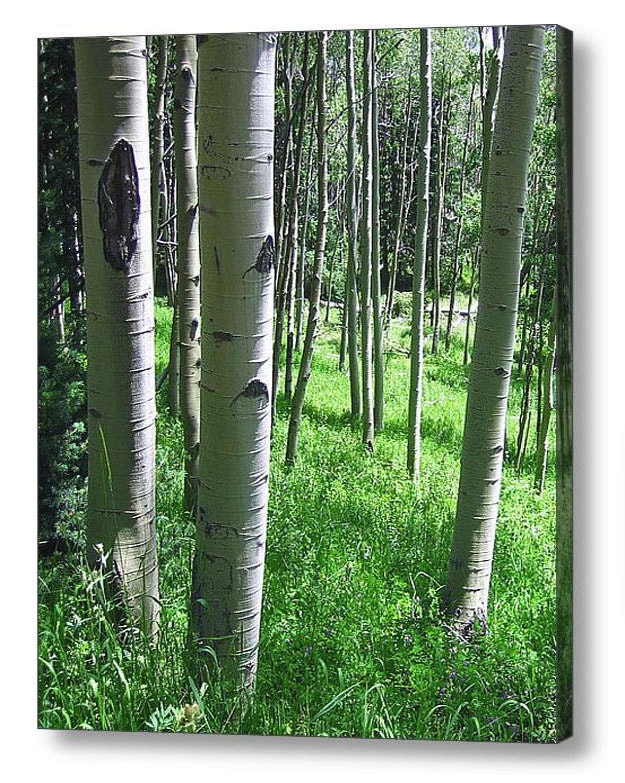 Tree Photography -Aspen -Forest Photography -11x14 Print -Home Decor Art -Colorado Fine Art Photography