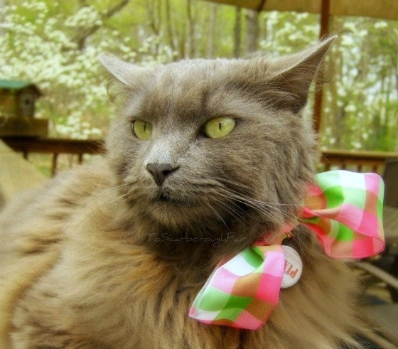 Cat Fancy Bow - Cat Accessories - Spring, Dainty, Delicate Kitty Bow