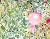 Baby Pomegranete in the Leaves, by Nan Henke a original watercolor painting 8.25x11.5