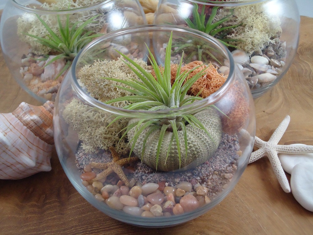 Tillandsia Air Plant DIY Terrarium Boxed Gift Set