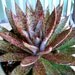 Mangave 'Bloodspot' - 6 inch pot Bloodspot Mangave