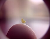 Still-Life Cloudless Sulphur Butterfly in Dollhouse Miniature Scale - 1/8" Wingspan