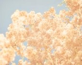 Cotton Candy - 12 x 12 Fine Art Photograph - peach pink blue blossom flower tree spring sky home decor print