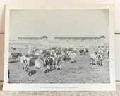 Vintage Photography Poster Print, Big Strong Cows