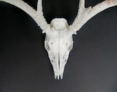 Rustic Deer Antlers with Skull