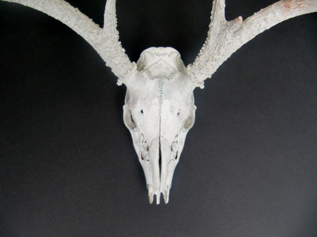 Rustic Deer Antlers with Skull