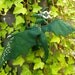 Reserved for CHamler - made to order full detail dragon