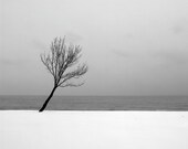 Snow Tree