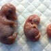 Pig Trio Wet Specimen, Preserved Fetal Pigs In Different Stages Of Development
