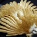 x2 Amber Domestic Chicken Wings - Real Feathers,Taxidermy, F07117 - Grade A