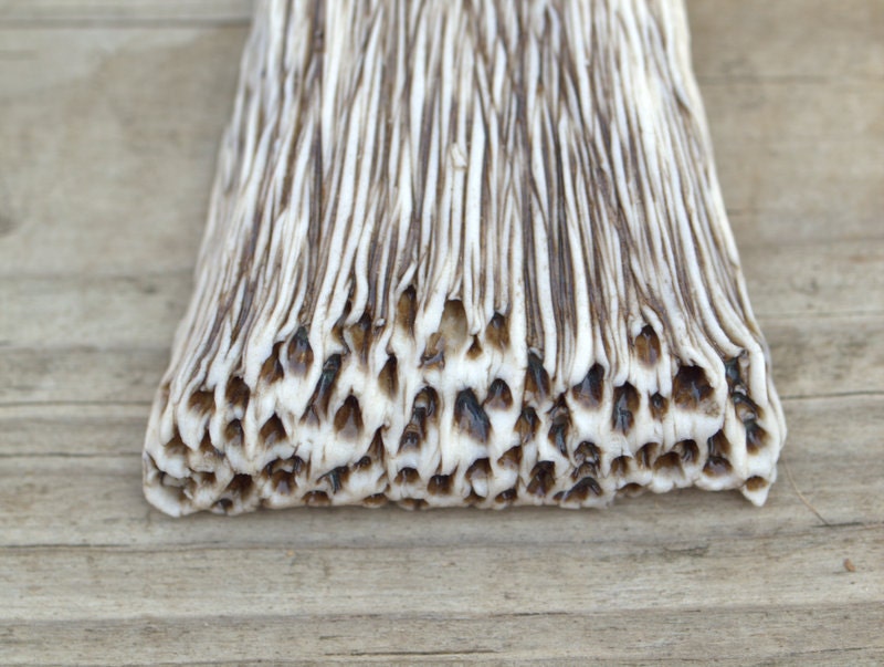Fragment -Porcelain Necklace with details of mushroom and coral