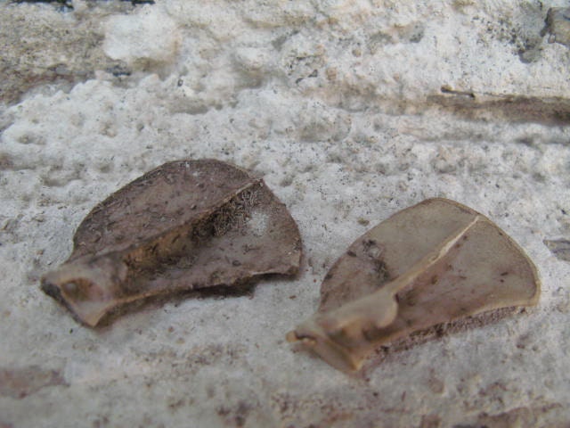 Cruelty Free Baby Kitten Scapula Bone Bones Shoulder Taxidermy Religious Educational Magic Spell