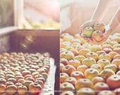 Apple Time (Set of two 5x7) Fine Art Photographs