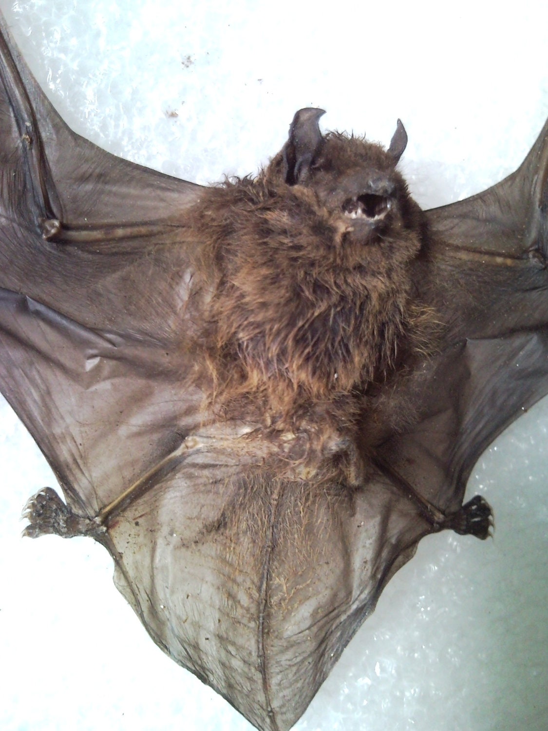 Vampire Bat Specimen - SHIP FREE 1
