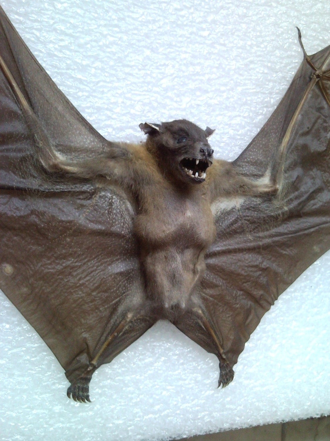 Wolf Bat