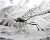 Wasp charcoal drawing, original artwork, wildlife