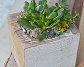 Large / re-BEAM Planter with Succulent Arrangement