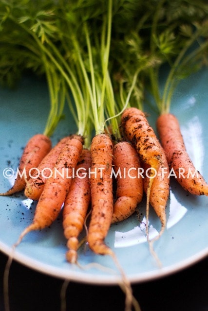 Organic Heirloom Danver's 126 Carrot Seeds