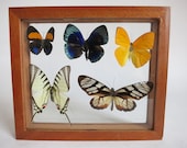 Vintage Butterfly Display