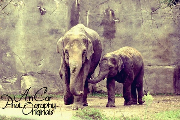 Elephant Mothers Love 8x10 Fine Art Color Photograph