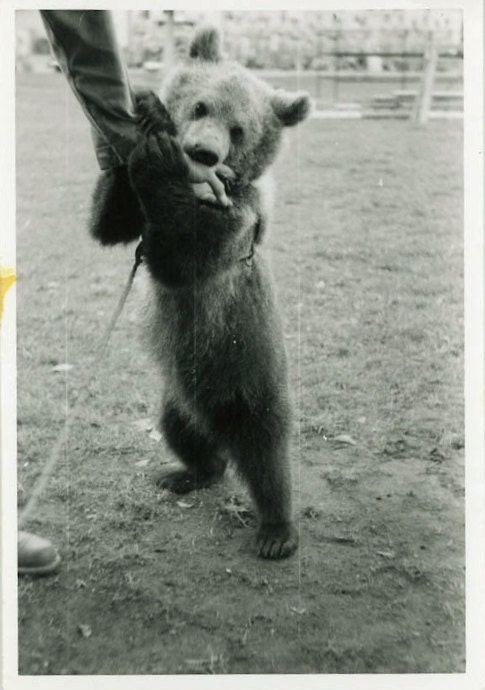 Vintage Photo "Baby Bear", Photography, Paper Ephemera, Snapshot, Old Photo, Collectibles - A004