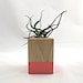 Coral // Wood Air Plant Cube Planter - Bulbosa // Plant Container // Modern // Home and Garden // Gifts under 35