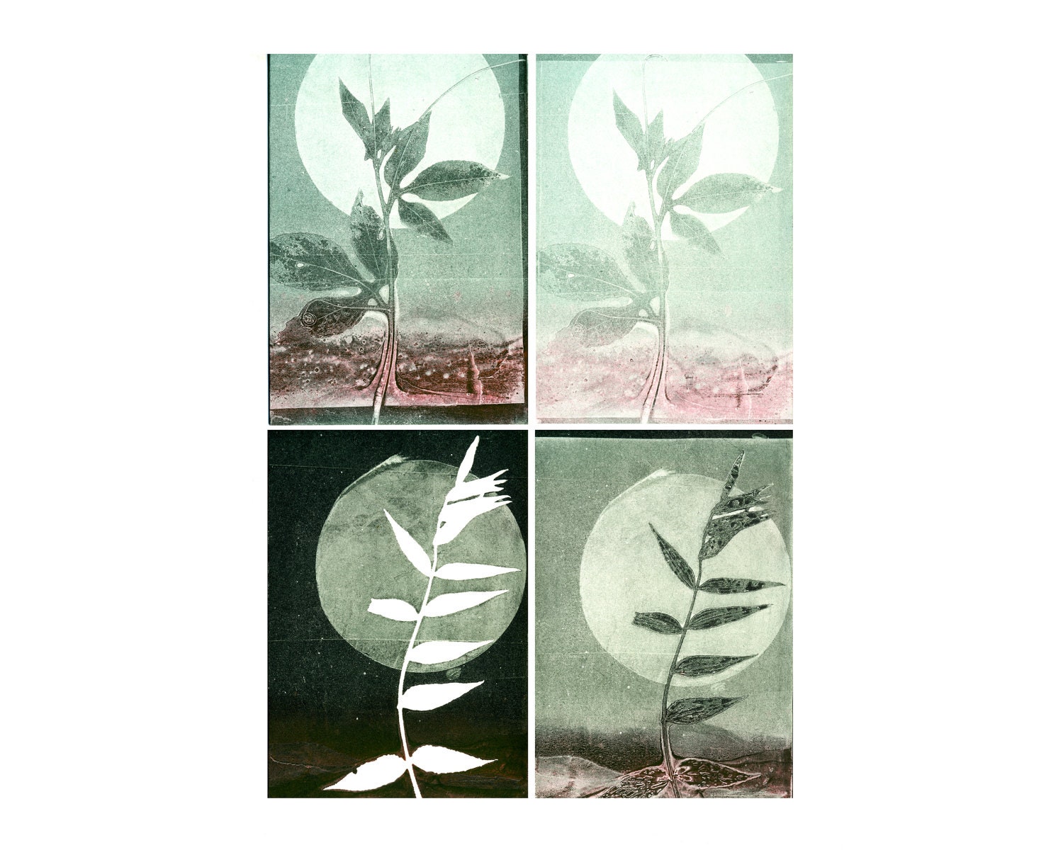blank note card set of 4, original botanical monoprints