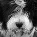 Dog Photography Bearded Collie Puppy Has Wind Blown Fur in Black and White Wall Art Decor Greeting Card Print