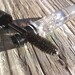 CLEAR GEL Vegan Mascara