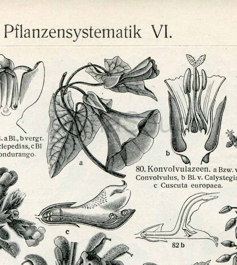 Plant Systematics Classification Flower Parts 1909 Vintage German 2 Sided Engraving