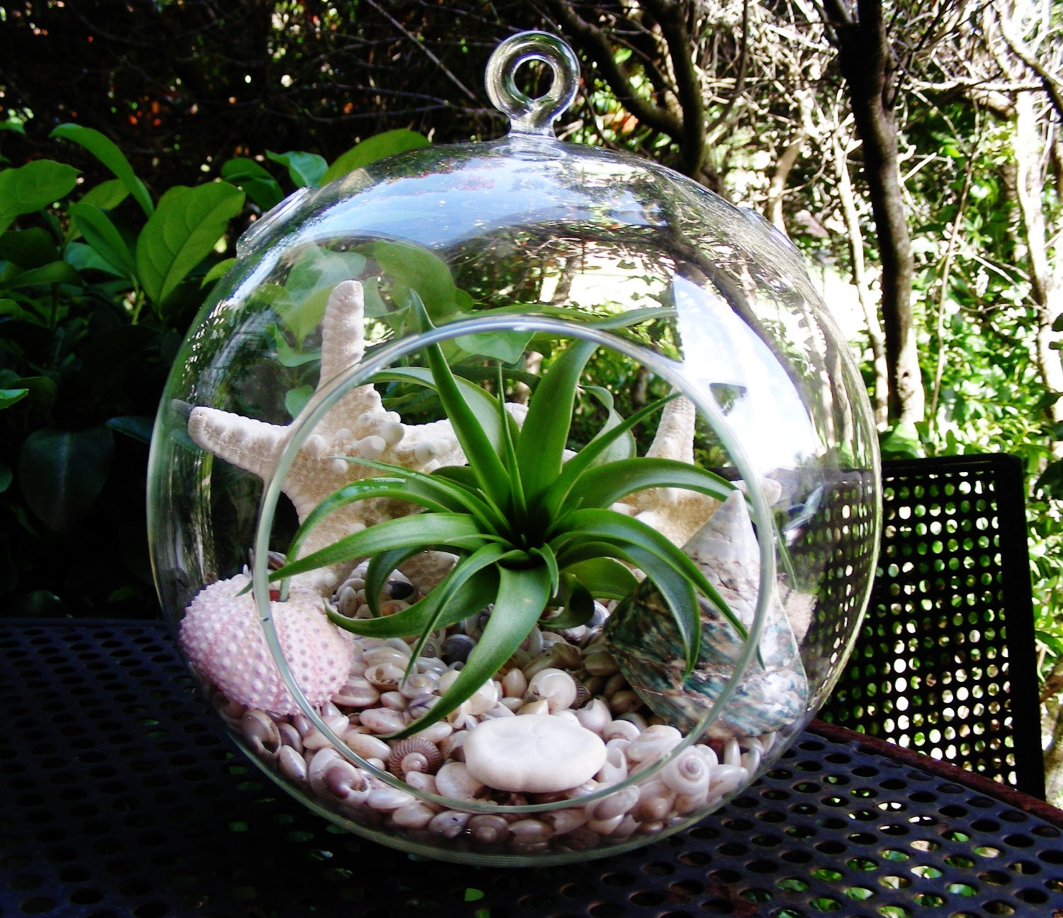 Items similar to Large Glass Globe Hanging Terrarium Kit with Abdita