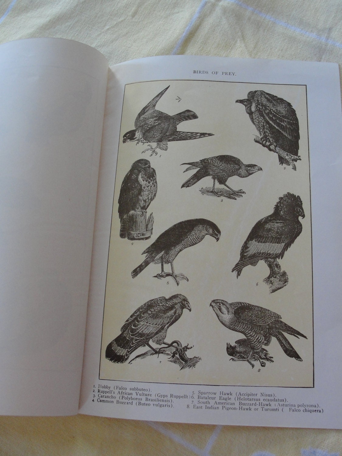 Birds of Prey - Original - vintage - Sepia Encyclopedia pages- TWO