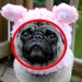 Cheesehead Wisconsin Dog Hat / Made to Order