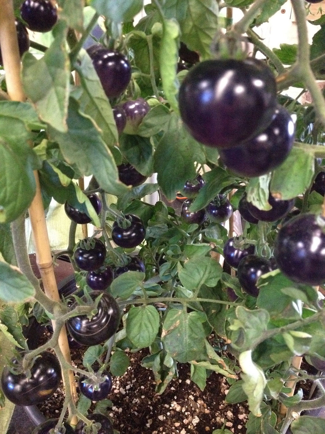 FREE SHIPPING Organic Indigo Rose TOMATO seeds very rare Blue Purple