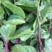 HALF PRICE Clearance SALE Organic Heirloom Red Malabar Summer Spinach Seed Rare