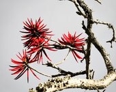 Red flower Set of 4 photos 20x20cm (8x8inches) Red neutral wall decor Floral decor Flower photography Nature photography