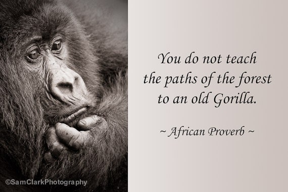 WILDLIFE PHOTOGRAPHY INSPIRATIONAL Quote, Wildlife Photo, African ...