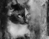 Beautiful Kitten Photo Vintage Look Fine Art Photo Card size 4.5 x 5.81 - MojavePhotography