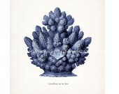 Vintage Natural History Illustration - Haeckel Sea Coral Print No 4 - Deep Ocean  8x10