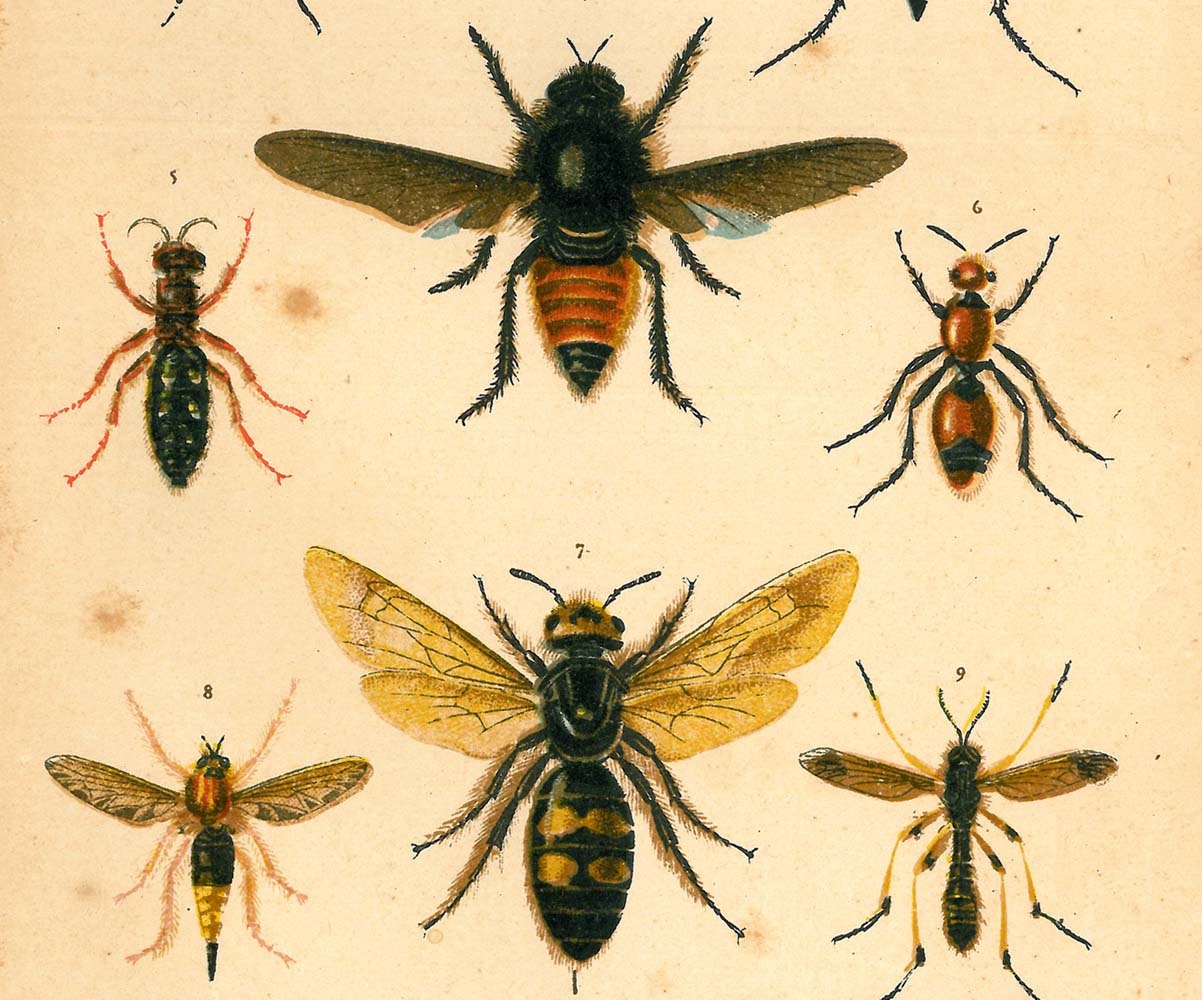 Vintage Insects Lithograph, Natural History Print 1920