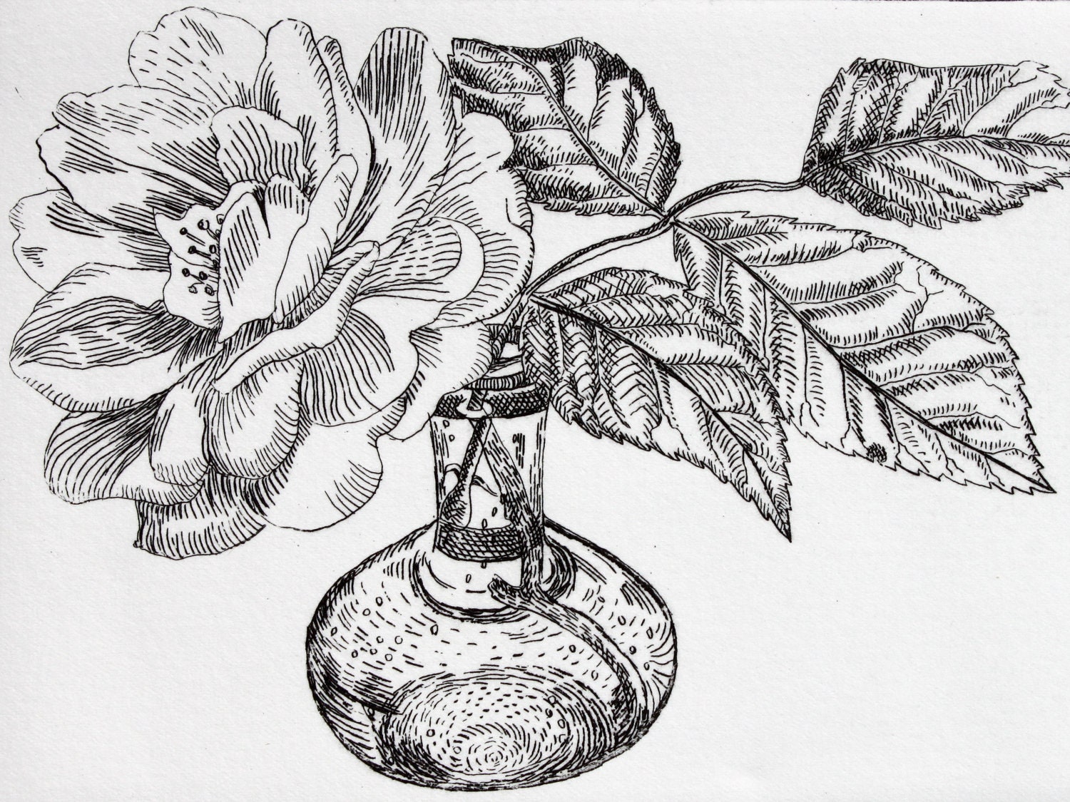 Single Rose - Signed Original floral hand pulled black and white Etching A/P