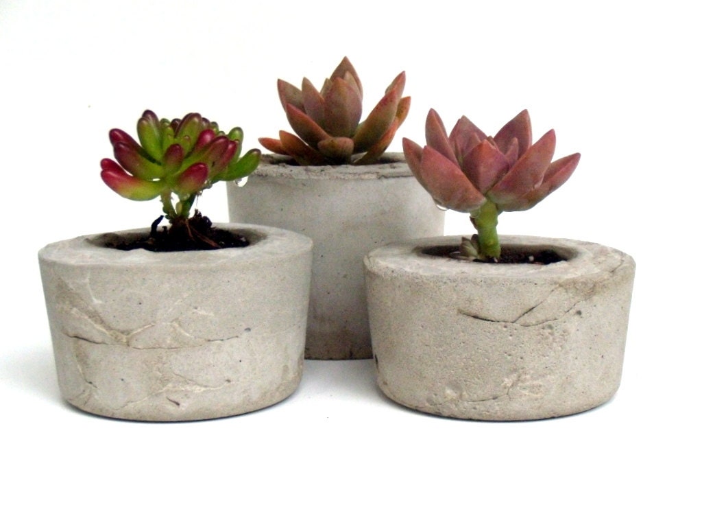 Trio of Succulents in Small Concrete Planters