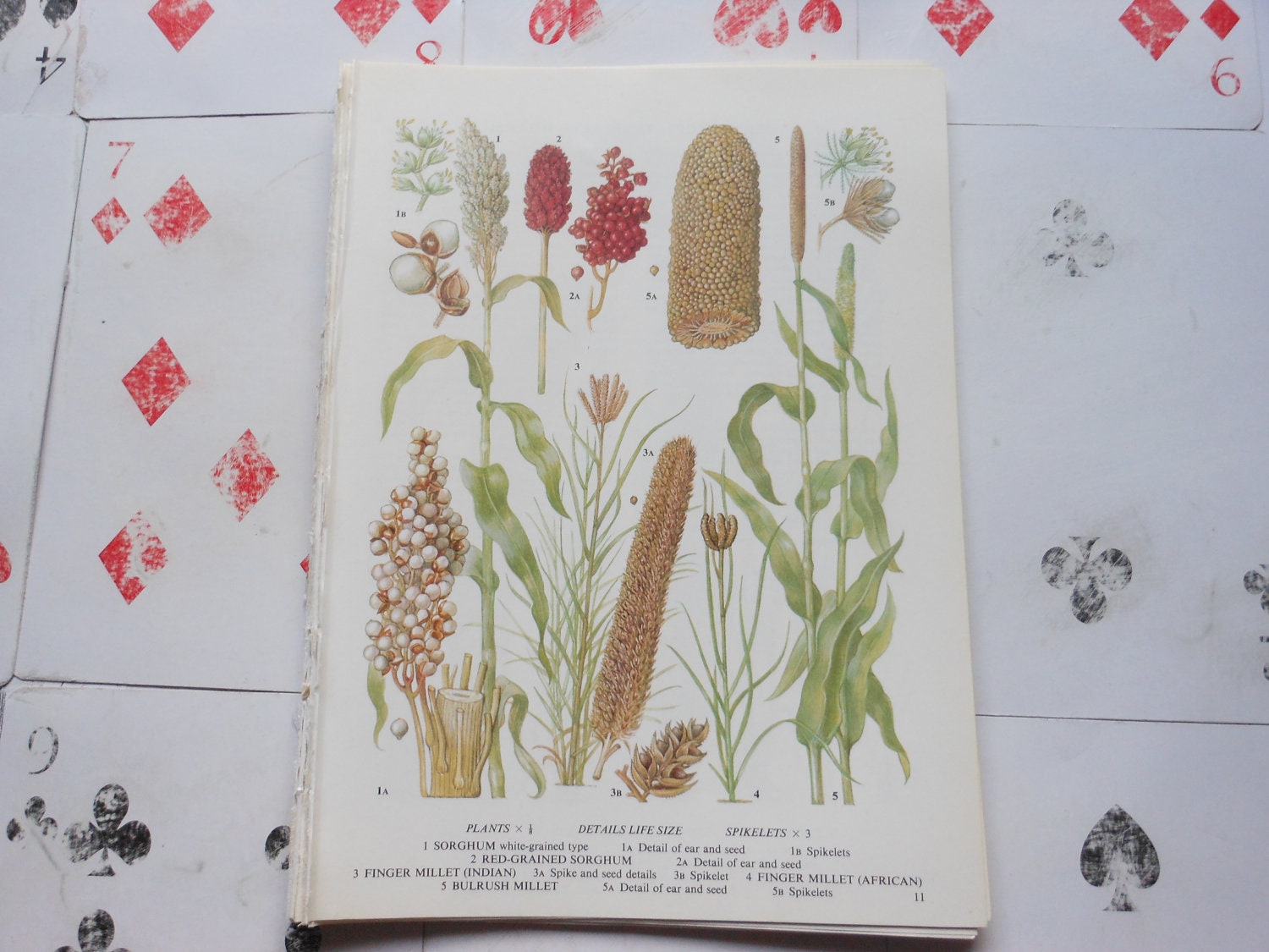 Millet Sorghum Grain Plants Print Book Page Vintage Ephemera