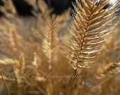 Nature Photography, golden harvest, grass prairie photo 5x7, sunlight landscape photograph, beige rustic summer farm decor